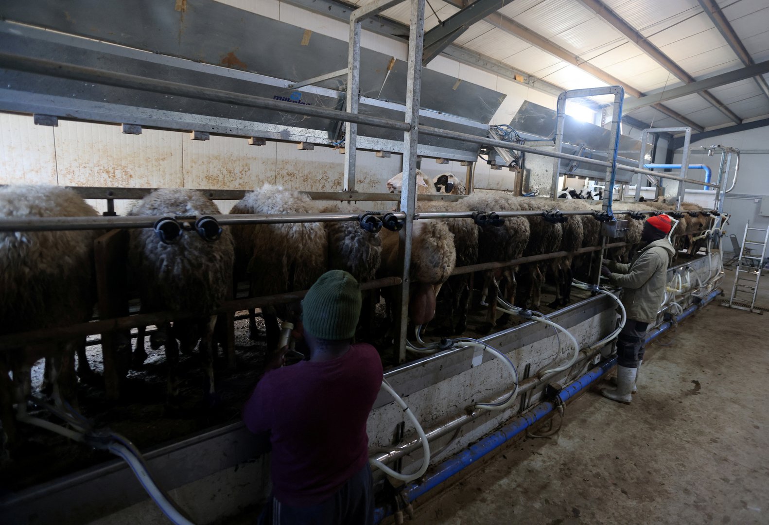 workers milk sheep on pantelis panteli's farm in kokkinotrimithia