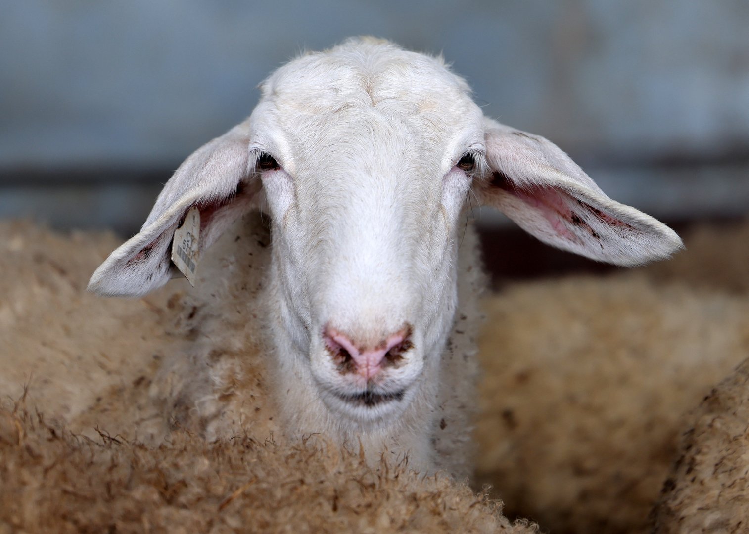 image Three in custody after attempting to steal €15k worth of sheep