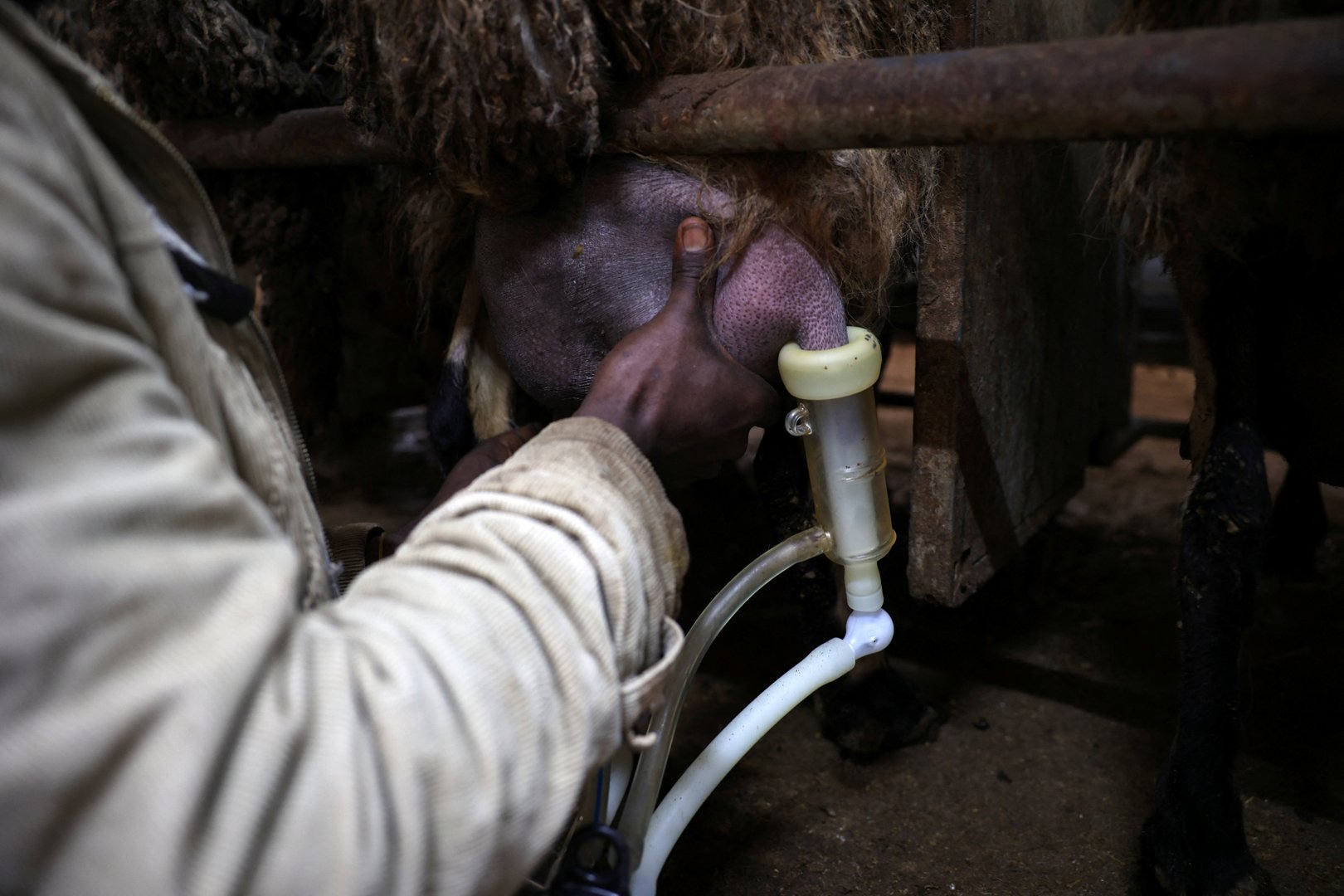 a worker milks sheep on a farm in kokkinotrimithia