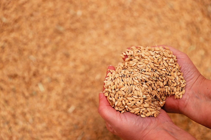 spain's paella rice could 'disappear', say farmers angry at eu rules