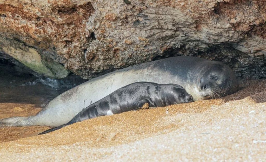 image Seal population gets boost with two births