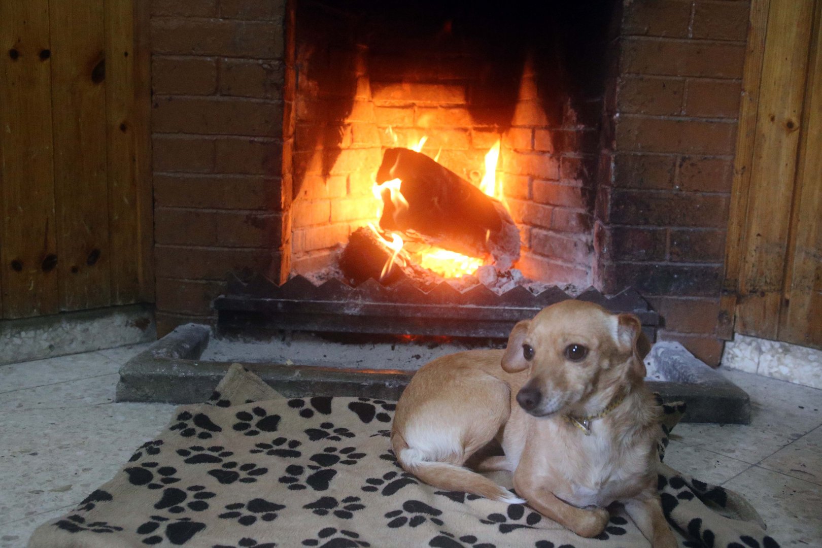 image Blankets and shelter for stray dogs in freezing Troodos
