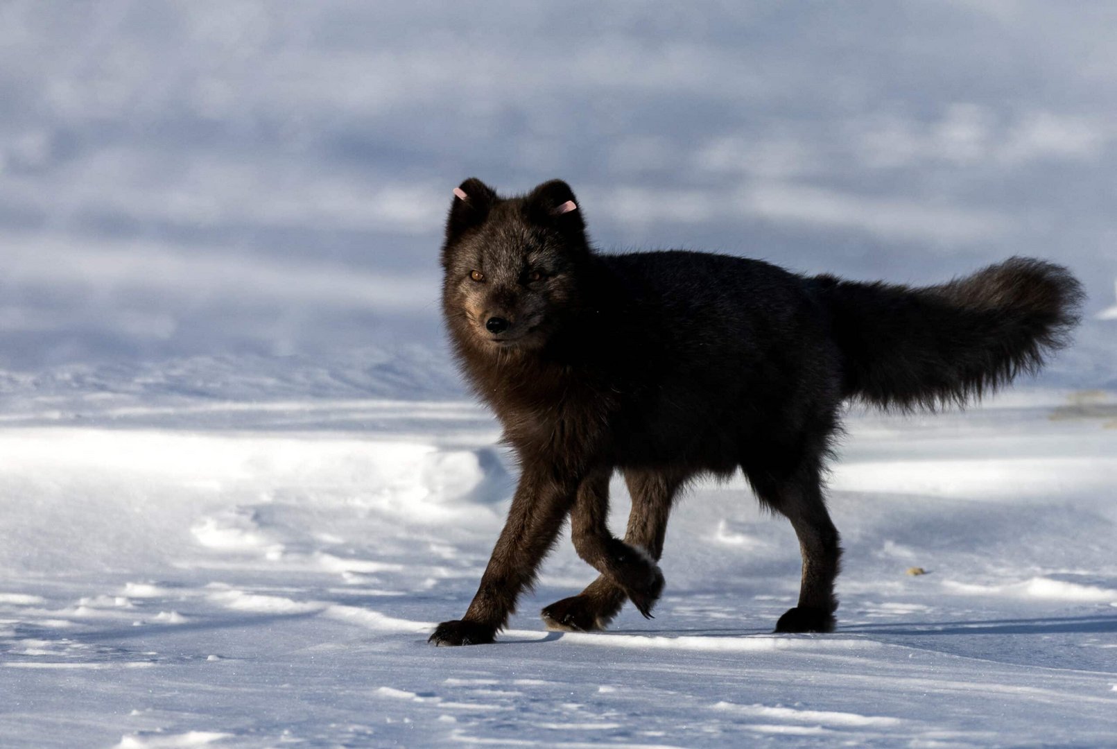 the wider image: norway gives arctic foxes a helping hand amid climate woes