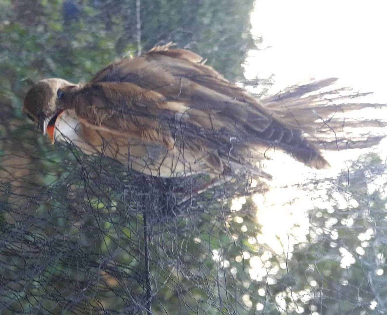 image Bases police boost efforts to combat illegal bird trapping