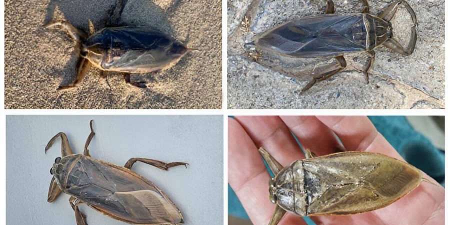 image Massive bug sighted: keep your toes out of the water