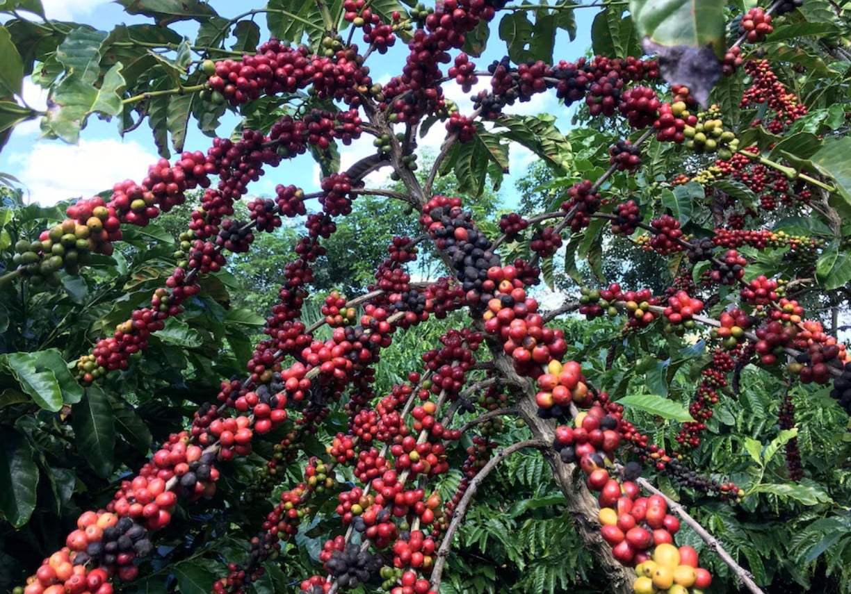 image Brazil heading to rare sequence of rising coffee crops