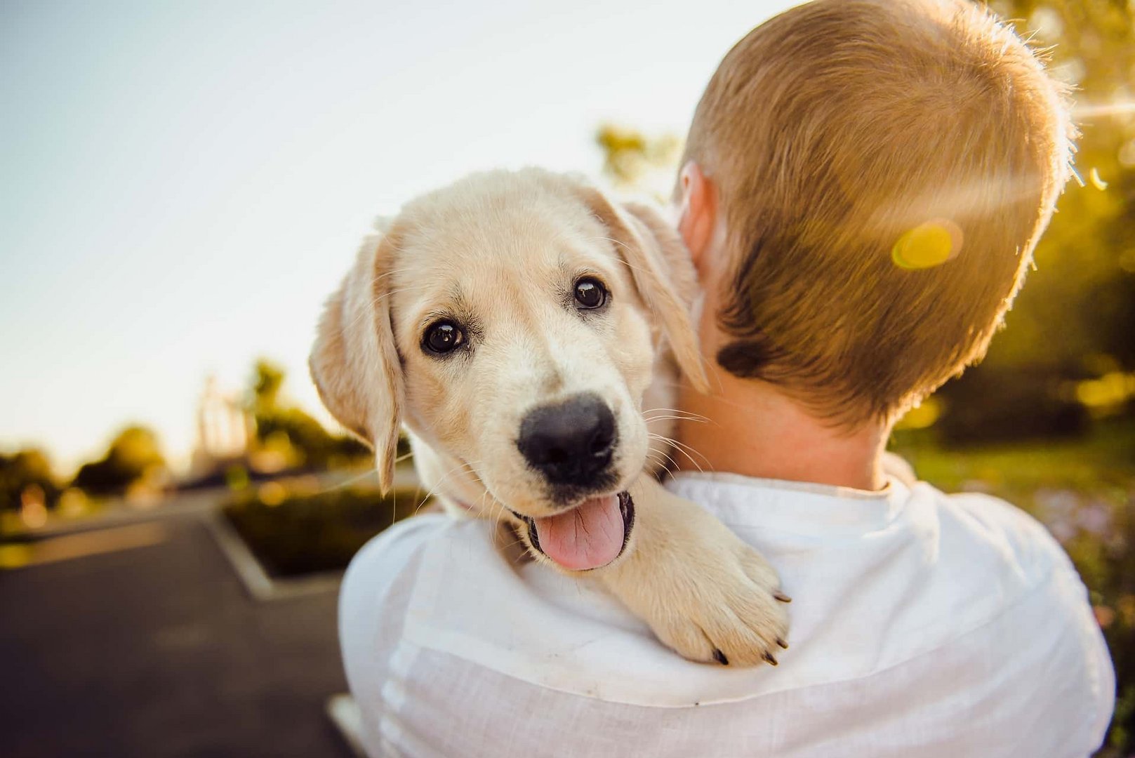image Greens propose independent body to address animal welfare issues