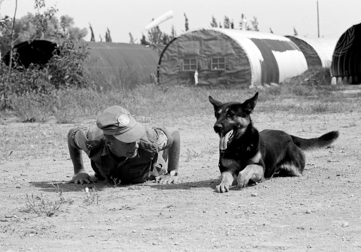 feature tom sentry dog training at unficyp famagusta zone headquarters in 1965