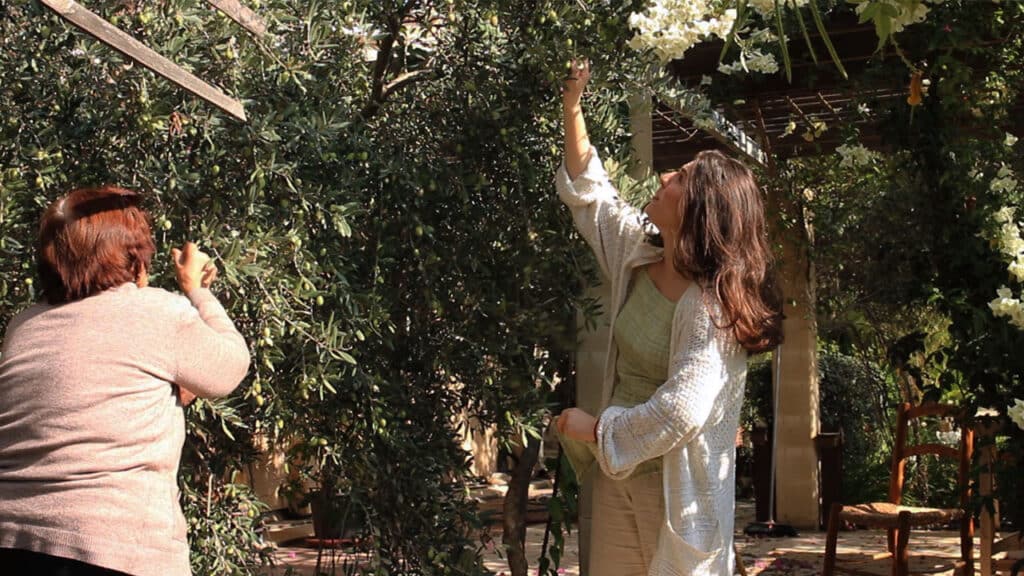 feature3 harvesting green olives for preservation