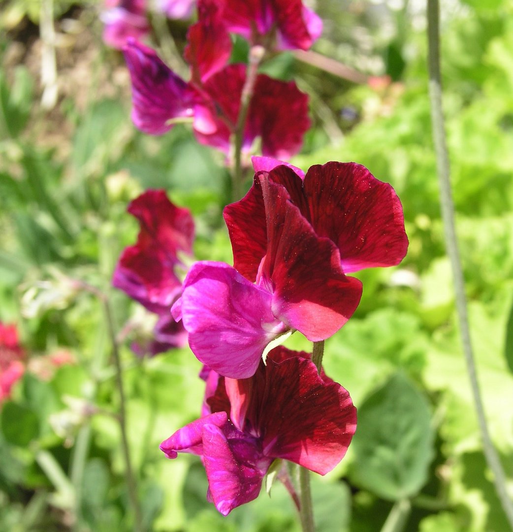matacana sweet peas