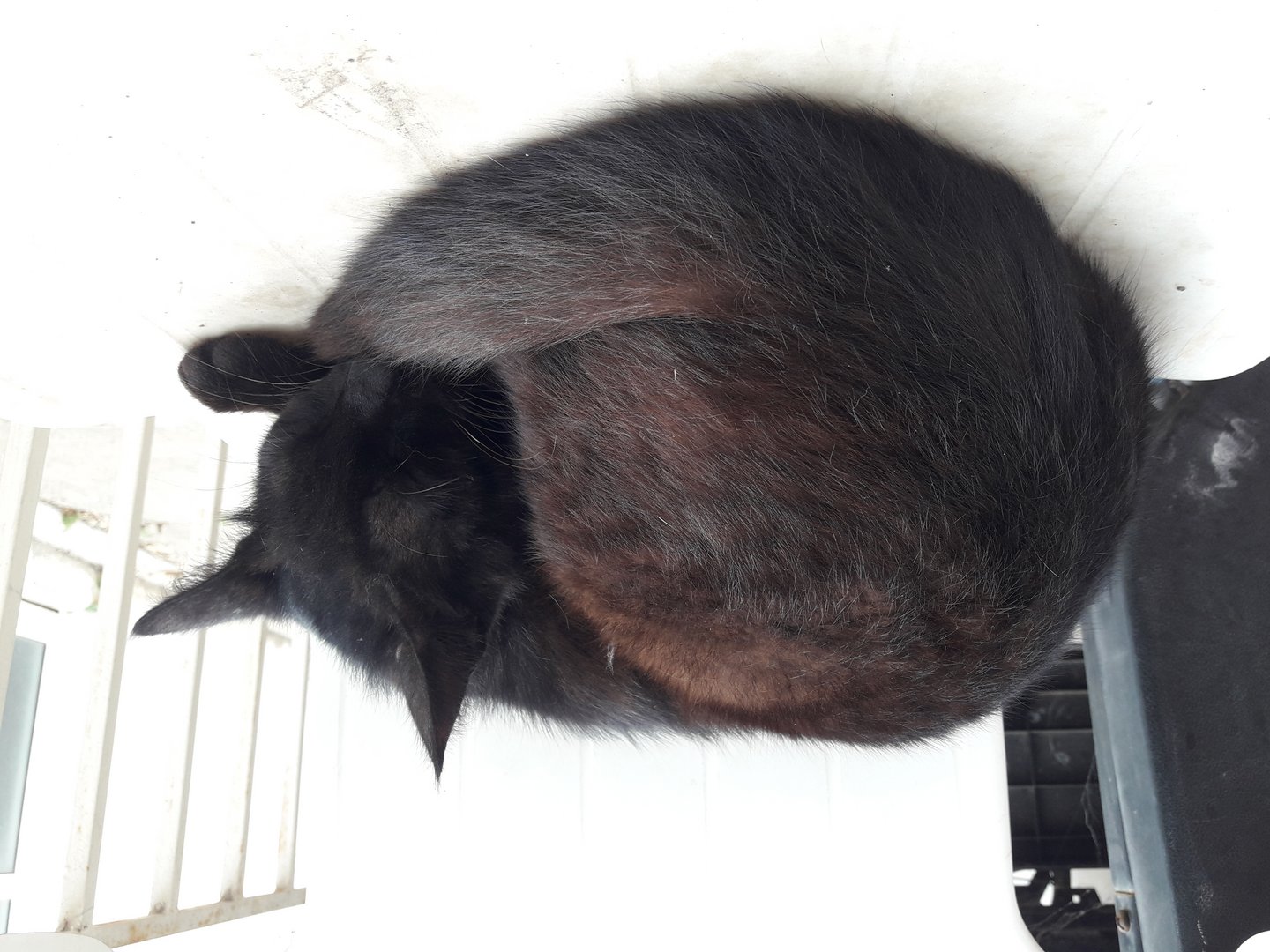 image The shocking slow death of poisoned feral cats