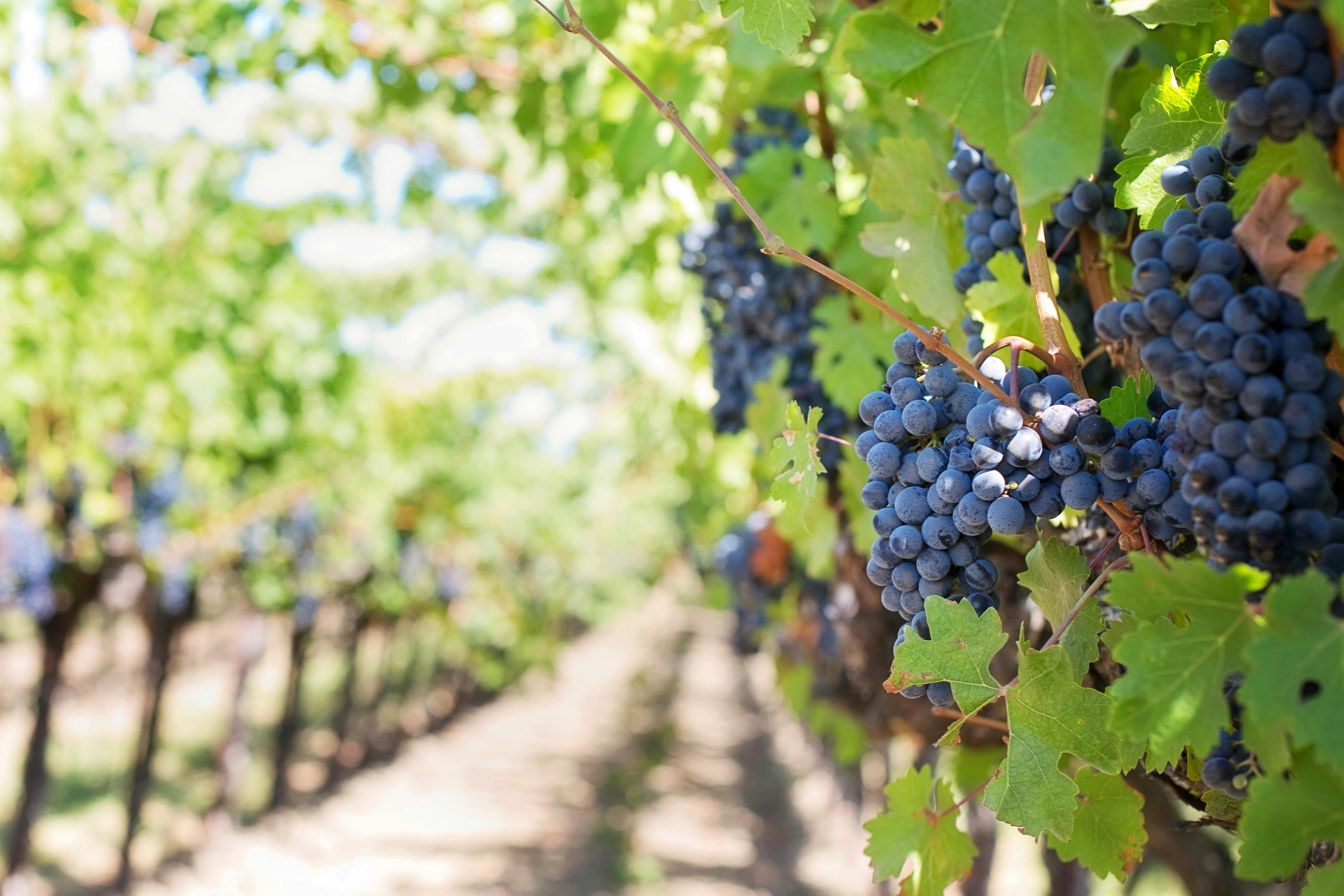 image Government offers financial support to wine industry