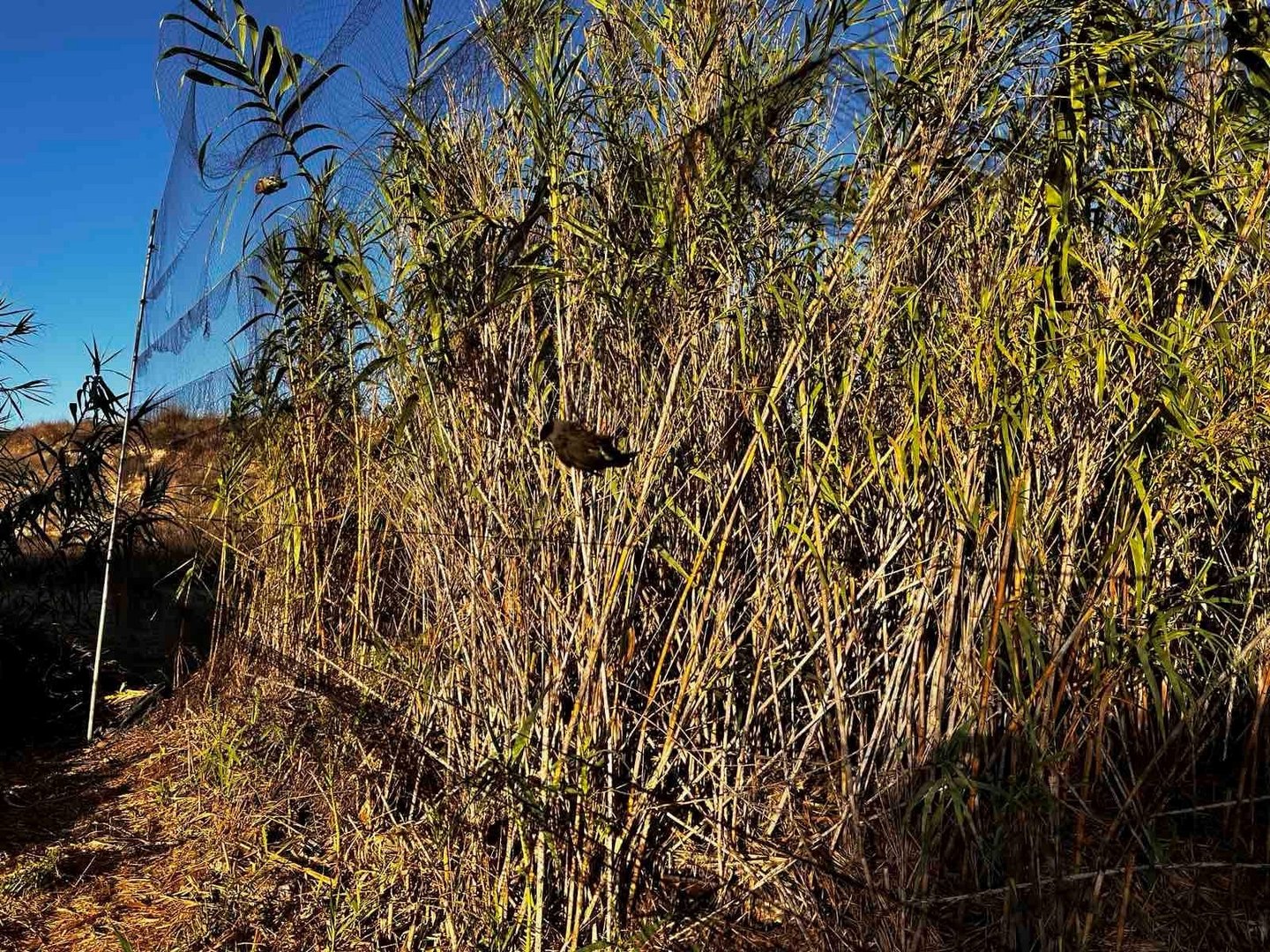 image Man fined for bird trapping in bases