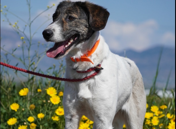 image Nicosia dog shelter to expand