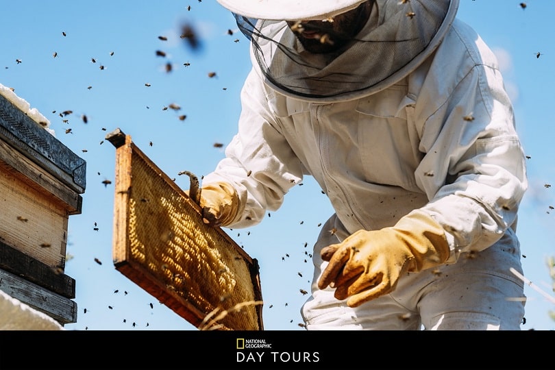 Rhodes: the fascinating world of bees