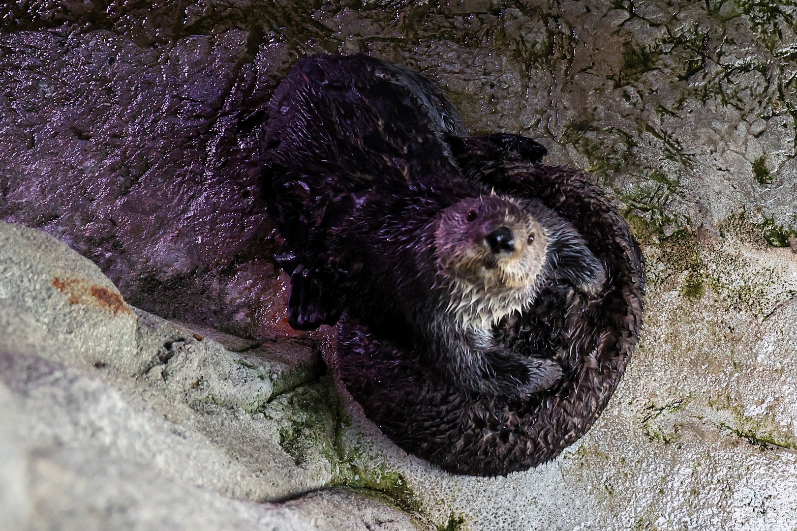 image Stranded sea otter pups paired with surrogate mums at California aquarium