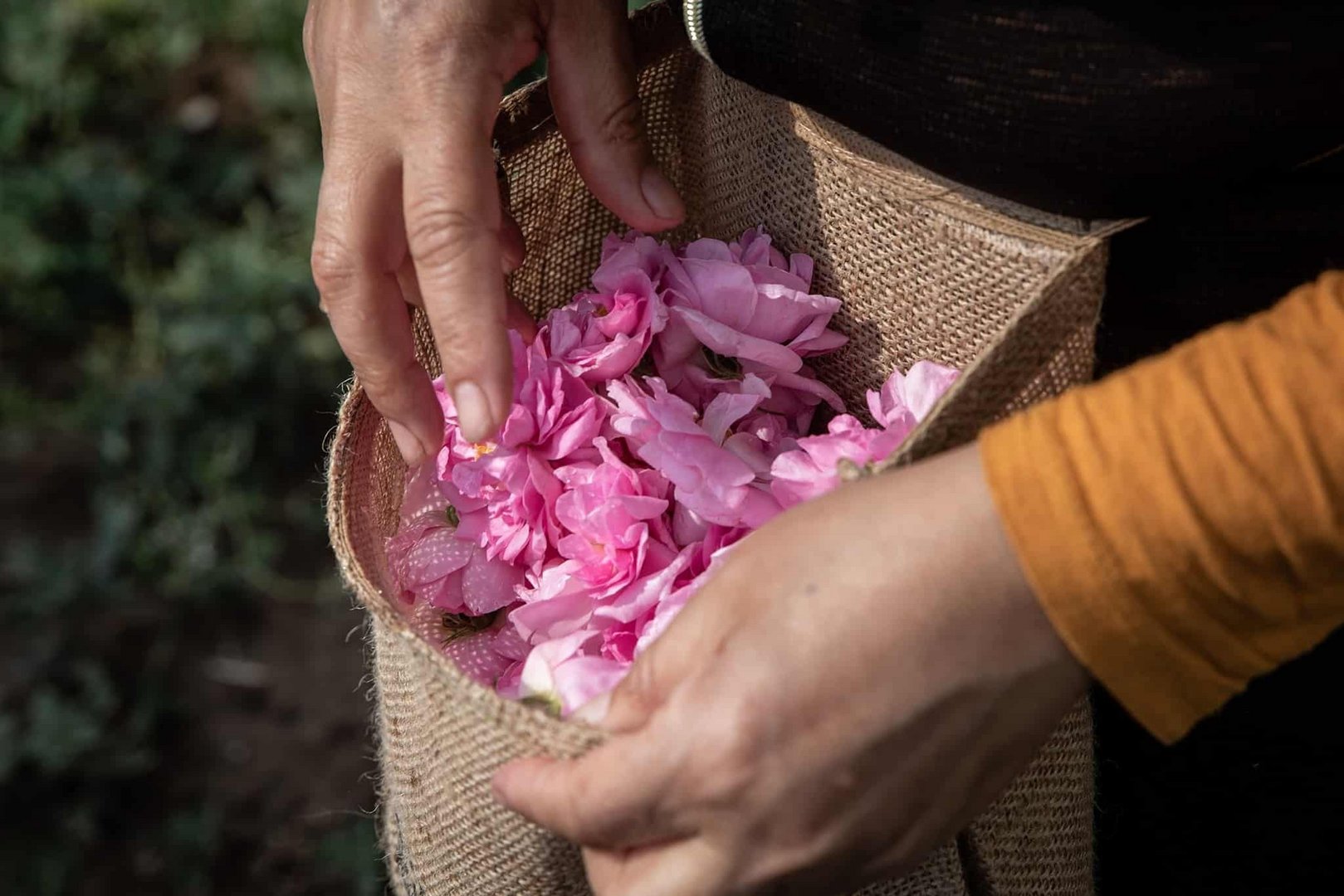 agros rose fest 3