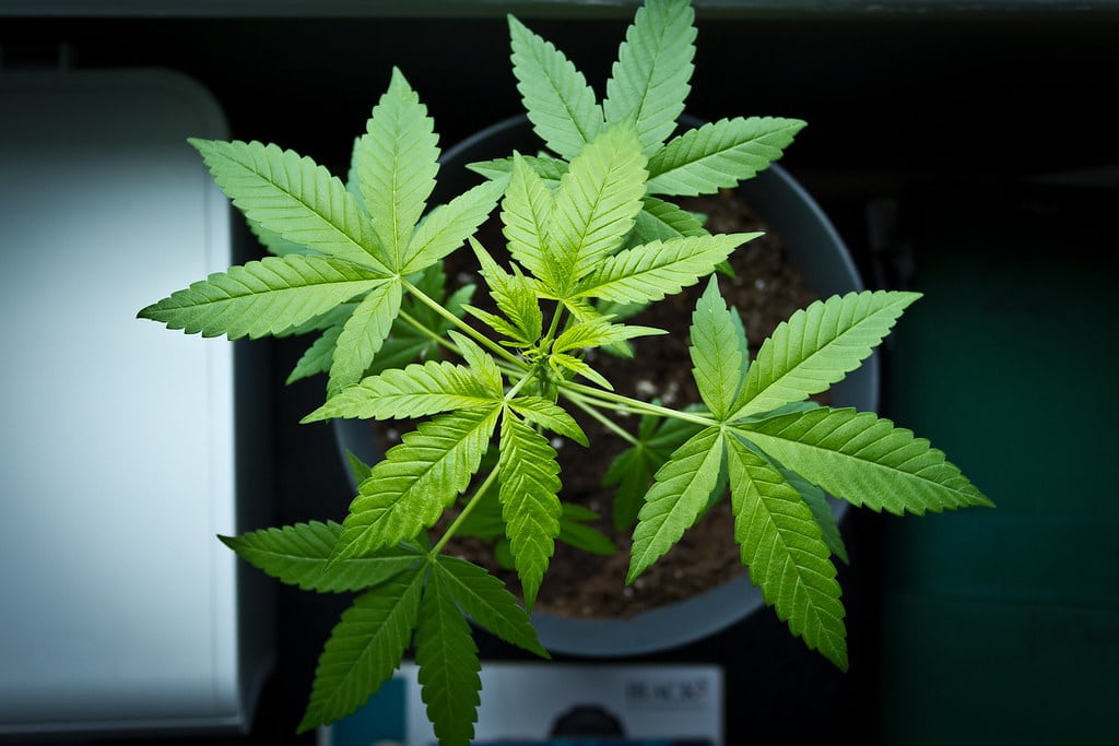 image Four arrested over 59-gram cannabis find