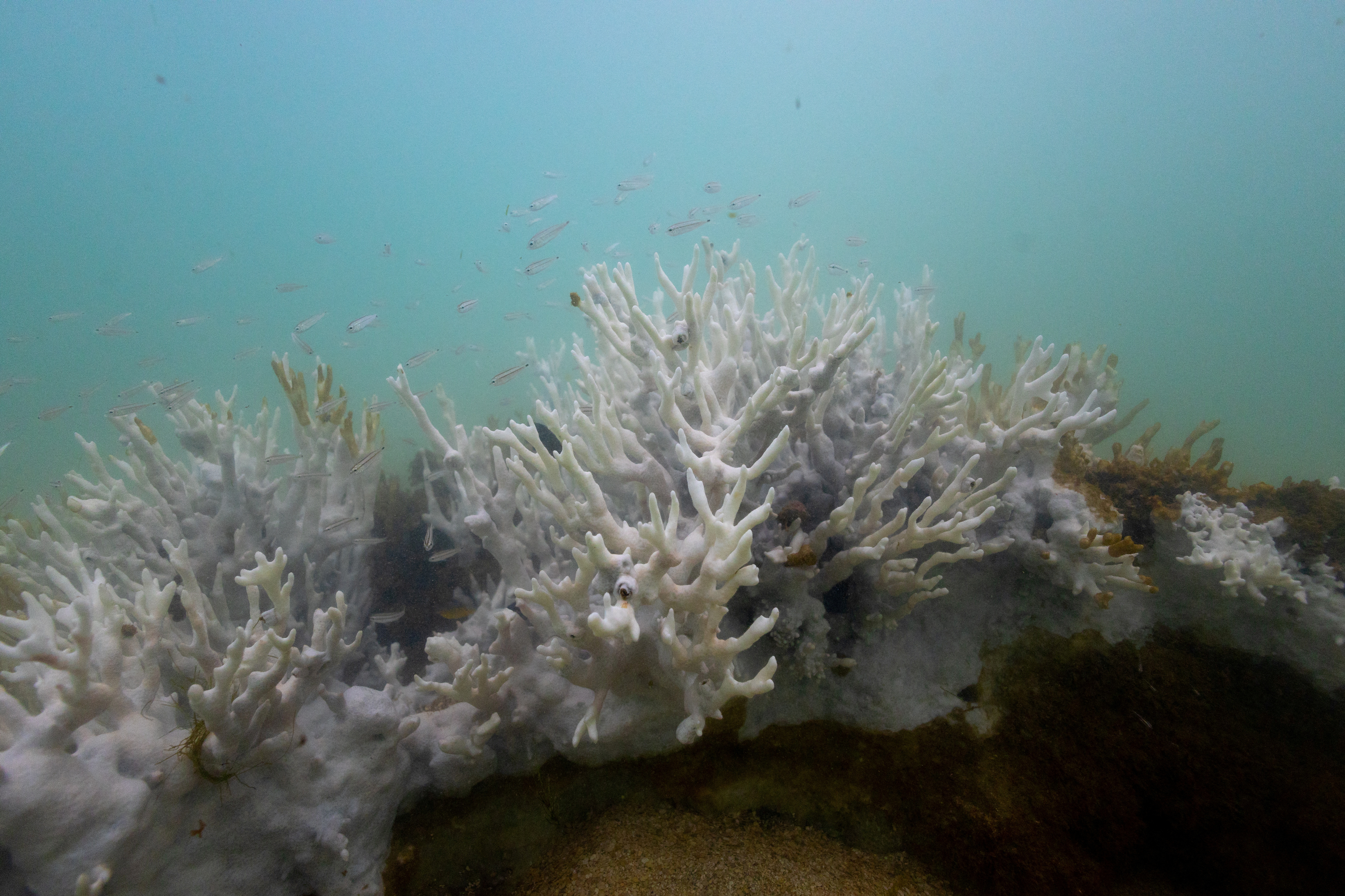 image Arctic seals and coral reefs: every little bit helps