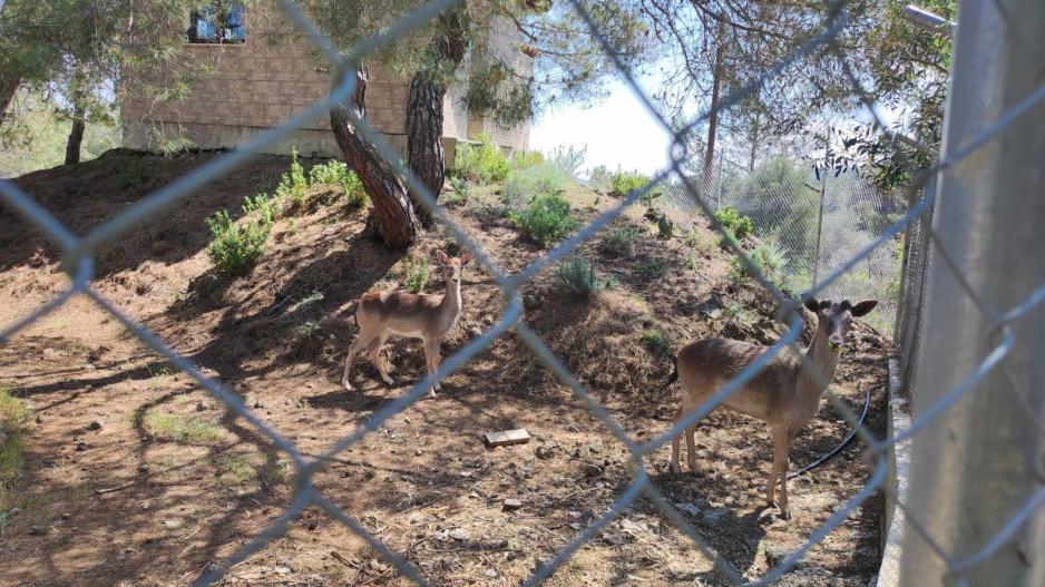 image Avakoum in new scandal – for keeping deer illegally