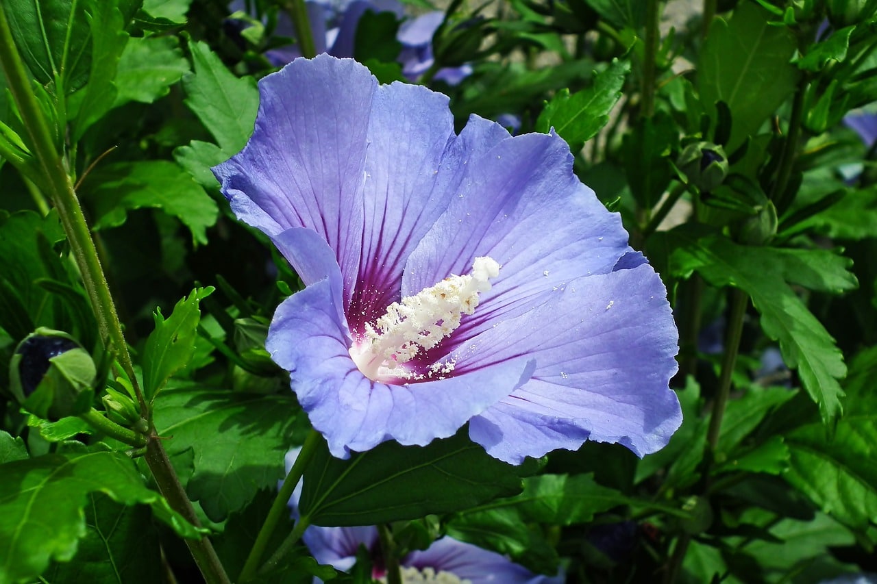 feature garden plant of month alyogyne huegelii