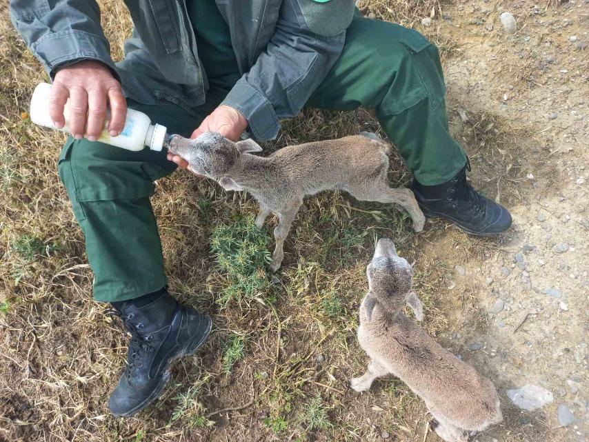 image Public urged to think before ‘saving orphaned’ moufflon lambs