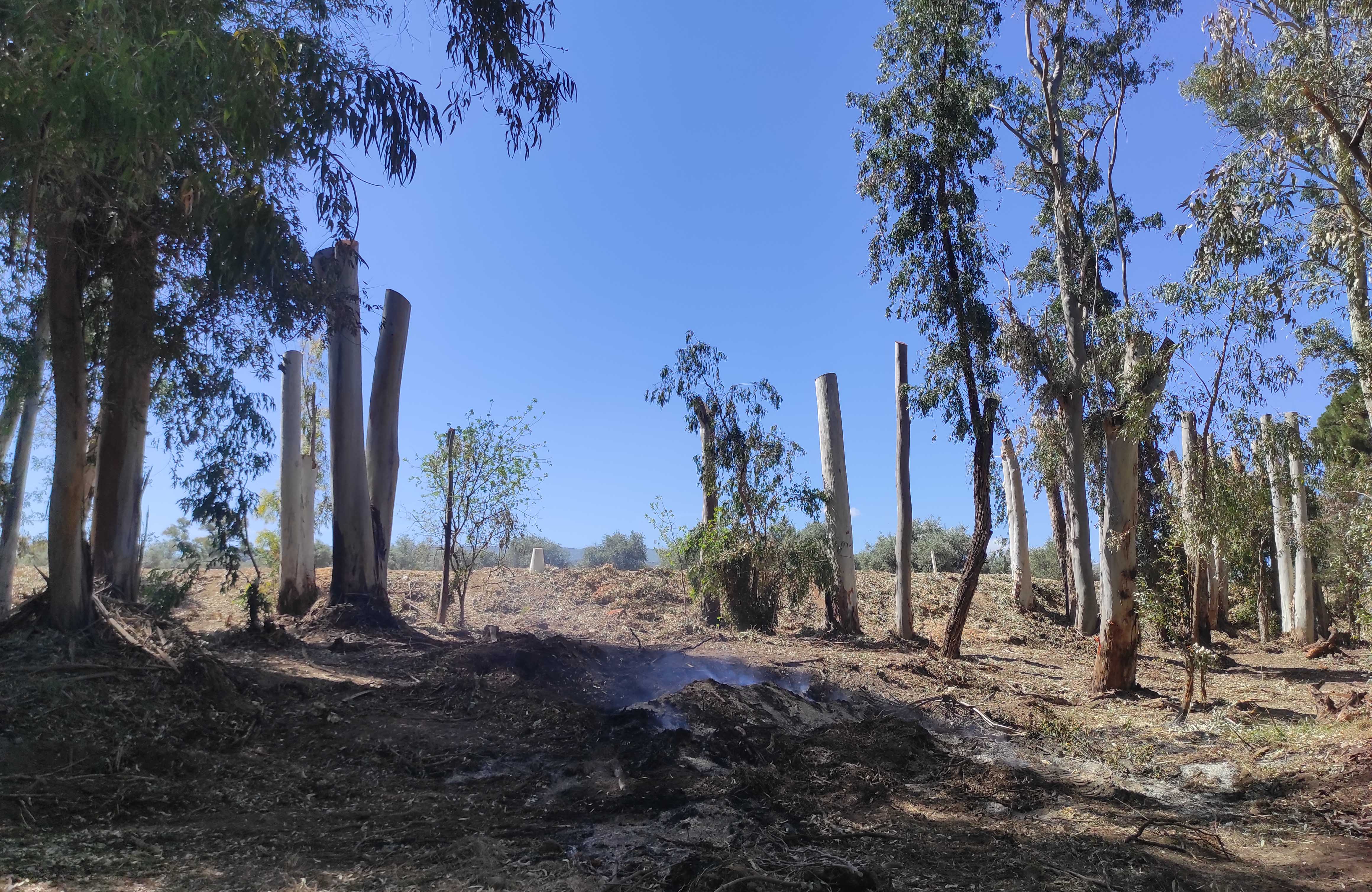 feature iole the campsite now burning of undergrowth and chopping of the famous eucalyptus trees