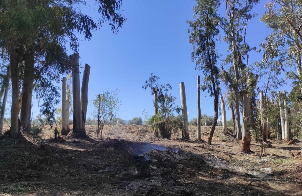 feature iole the campsite now burning of undergrowth and chopping of the famous eucalyptus trees
