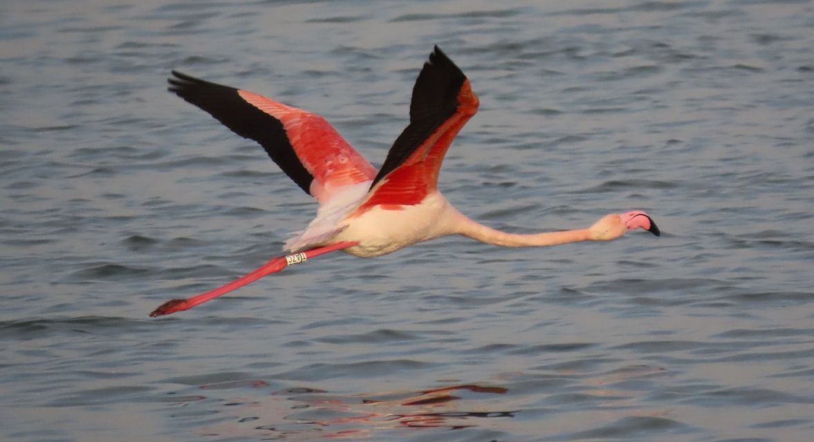 image &#8216;Pensioner&#8217; flamingos, aged 20 and 28, at Larnaca salt lake
