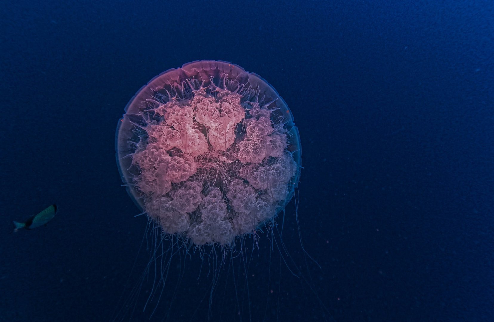 image Jellyfish found off Cyprus coast
