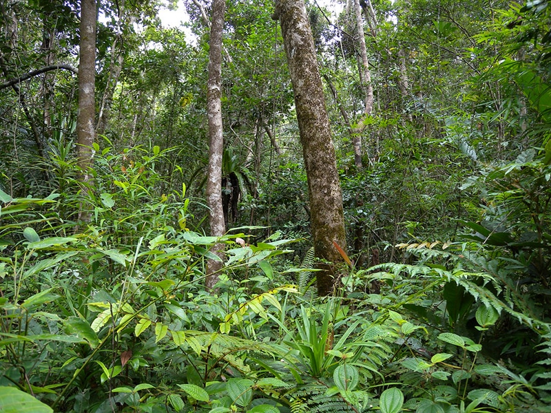 recipes2 the rainforest in madagascar