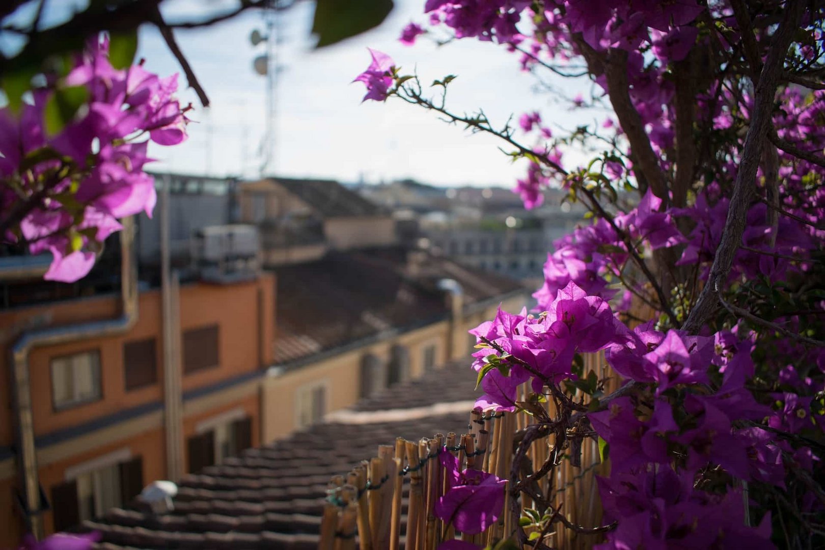 image Environment commissioner advocates rooftop gardens