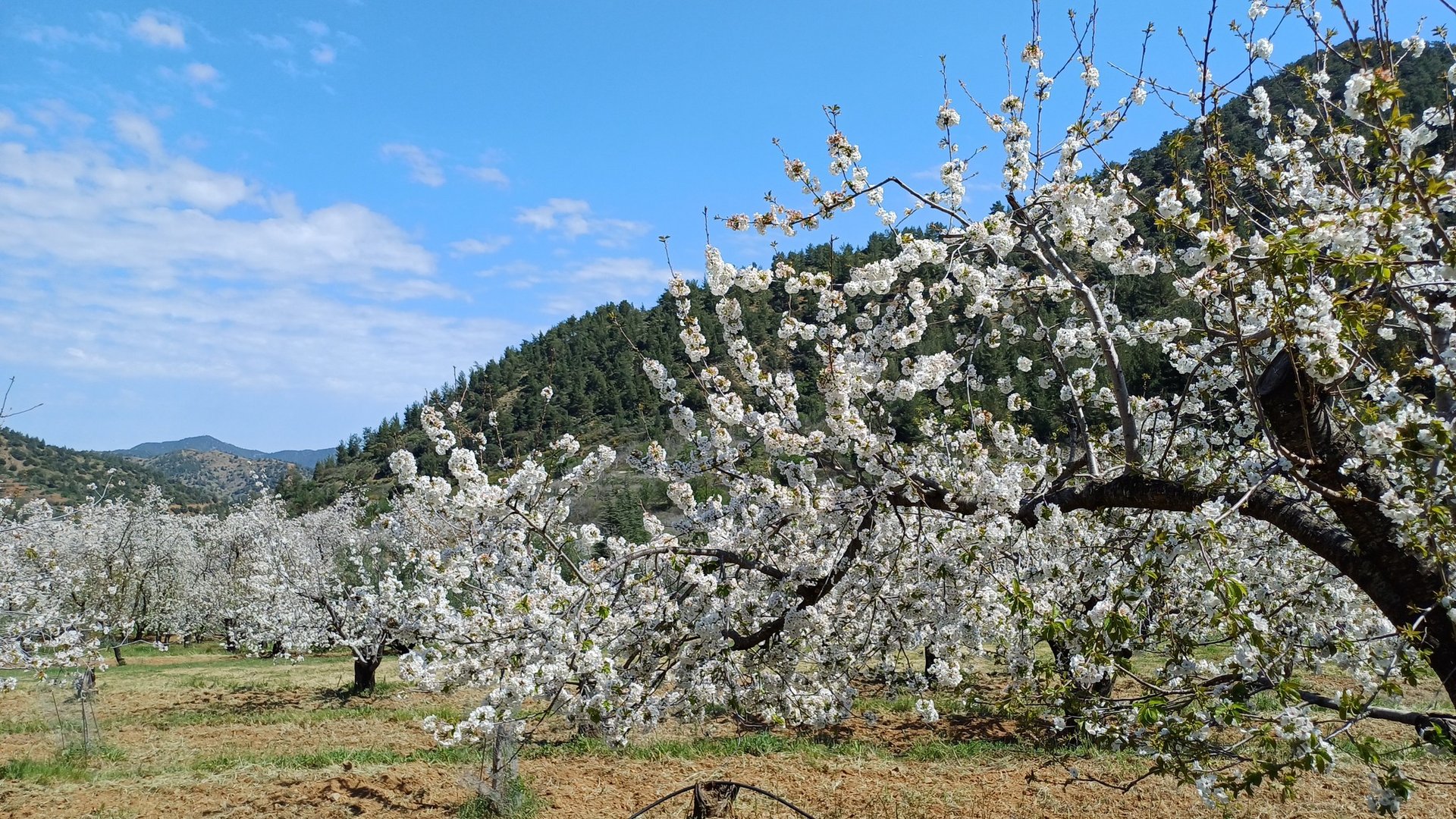 image Japanese cherry blossom festival in Cyprus