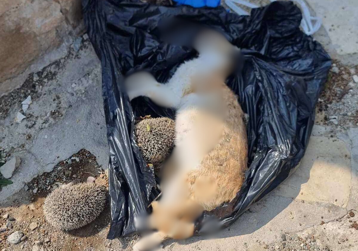 image Greens slam police inaction over poisoned animals