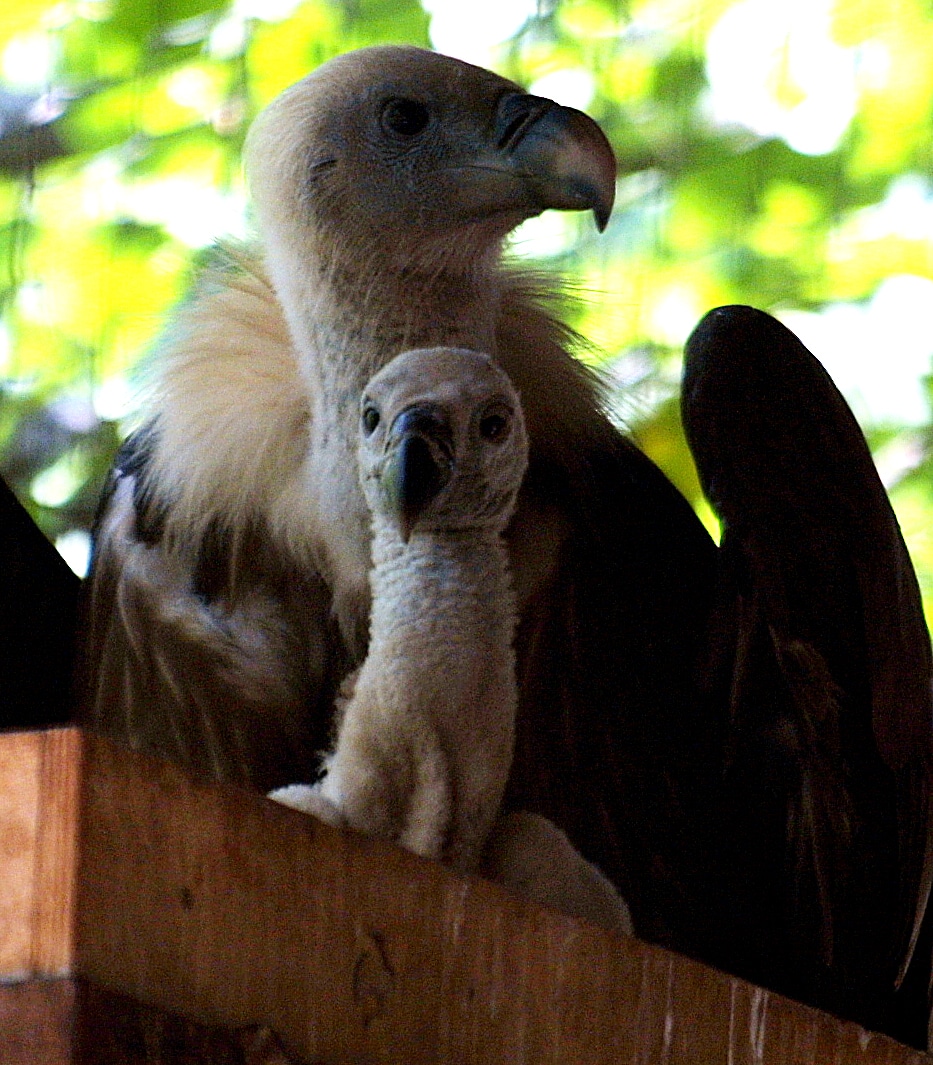 vulture3 2