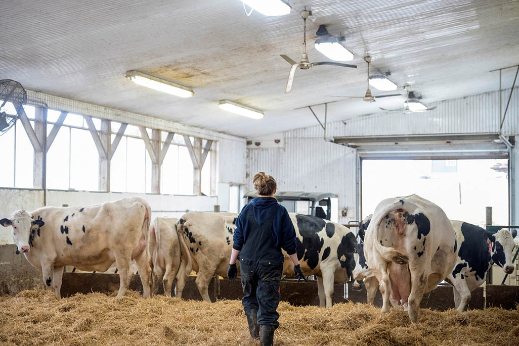 image Nations consider vaccinating workers exposed to bird flu