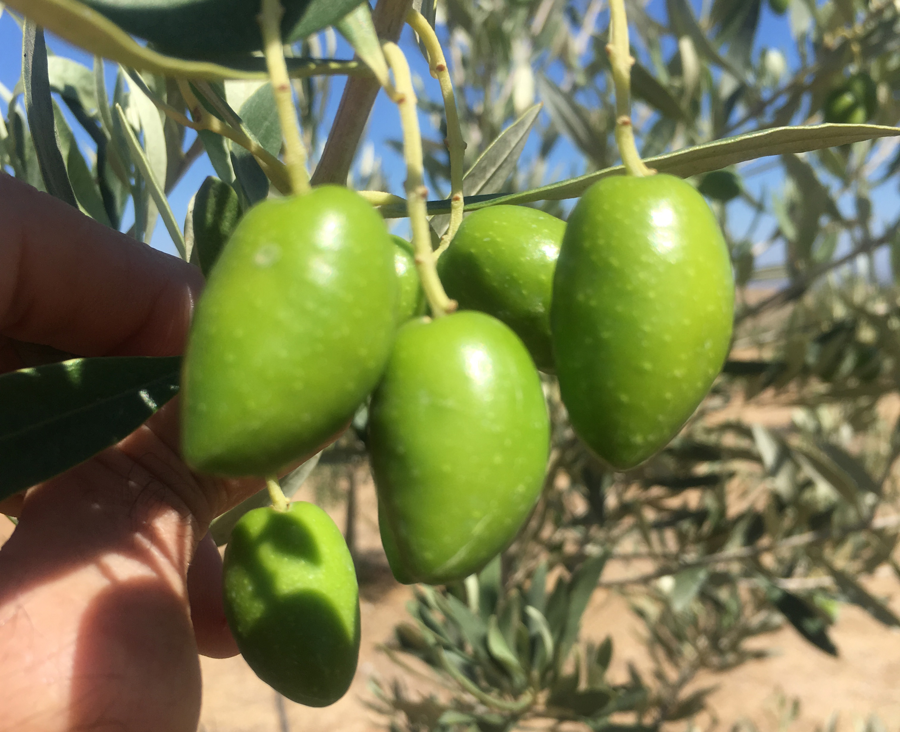 image Learn all about Cyprus’ olive oil