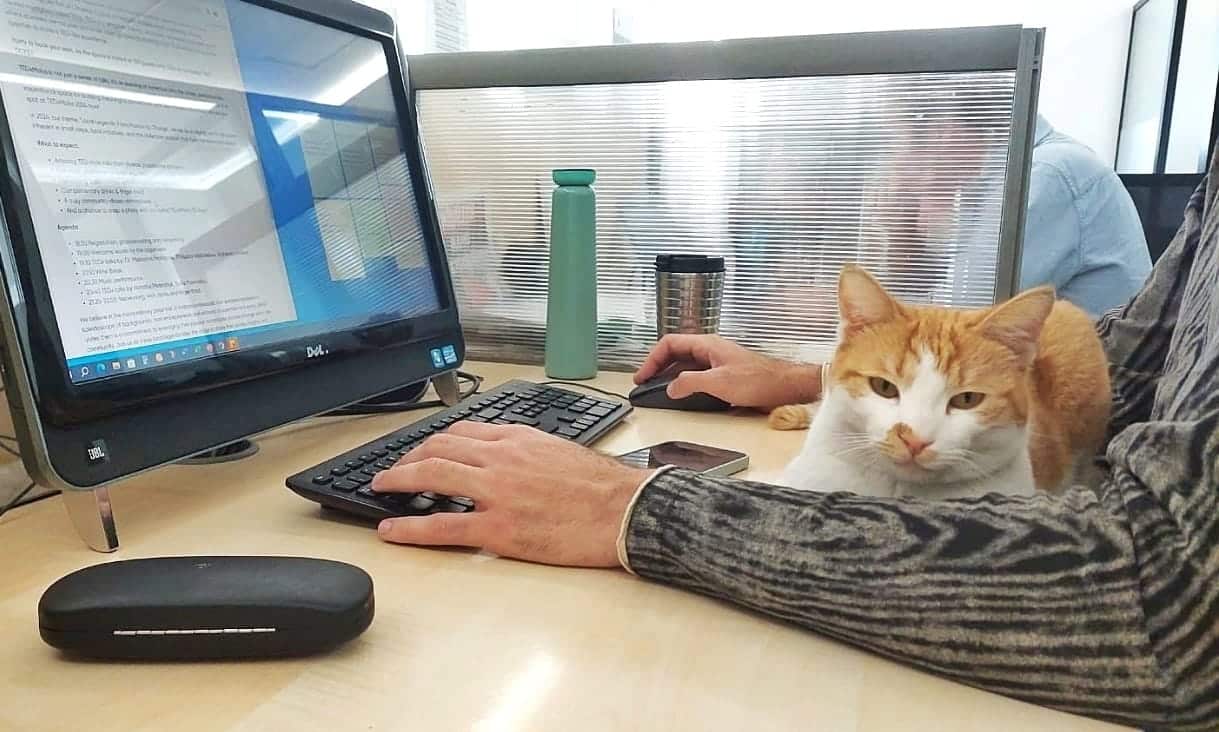 covid the cat was rescued from the streets and is now our most loved member of staff