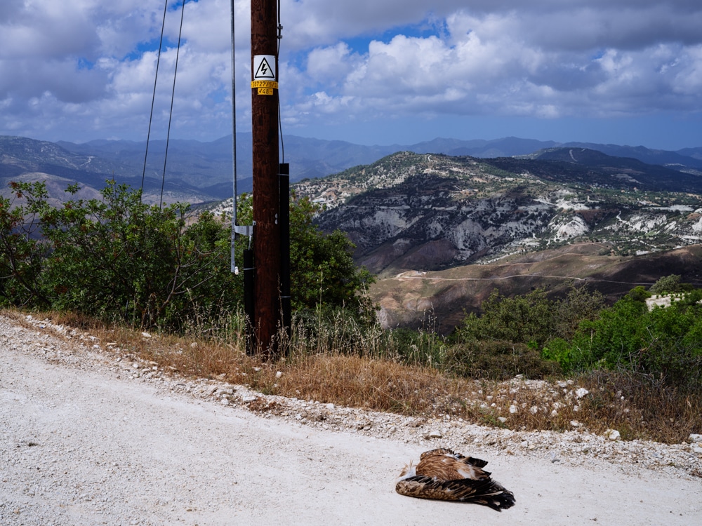 image EAC poles a ‘serial killer of vultures’