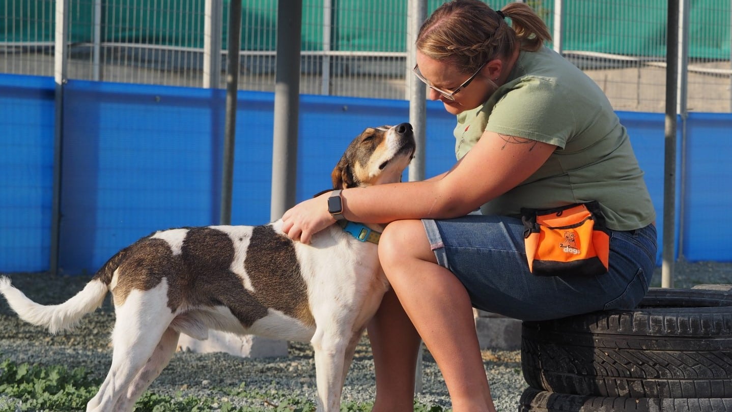 image Offer stray dogs a second chance
