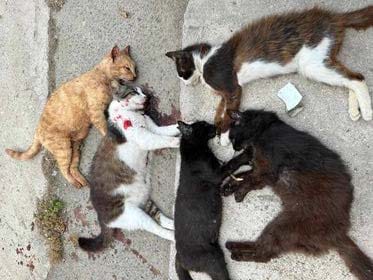 image Cats brutally killed in Paphos