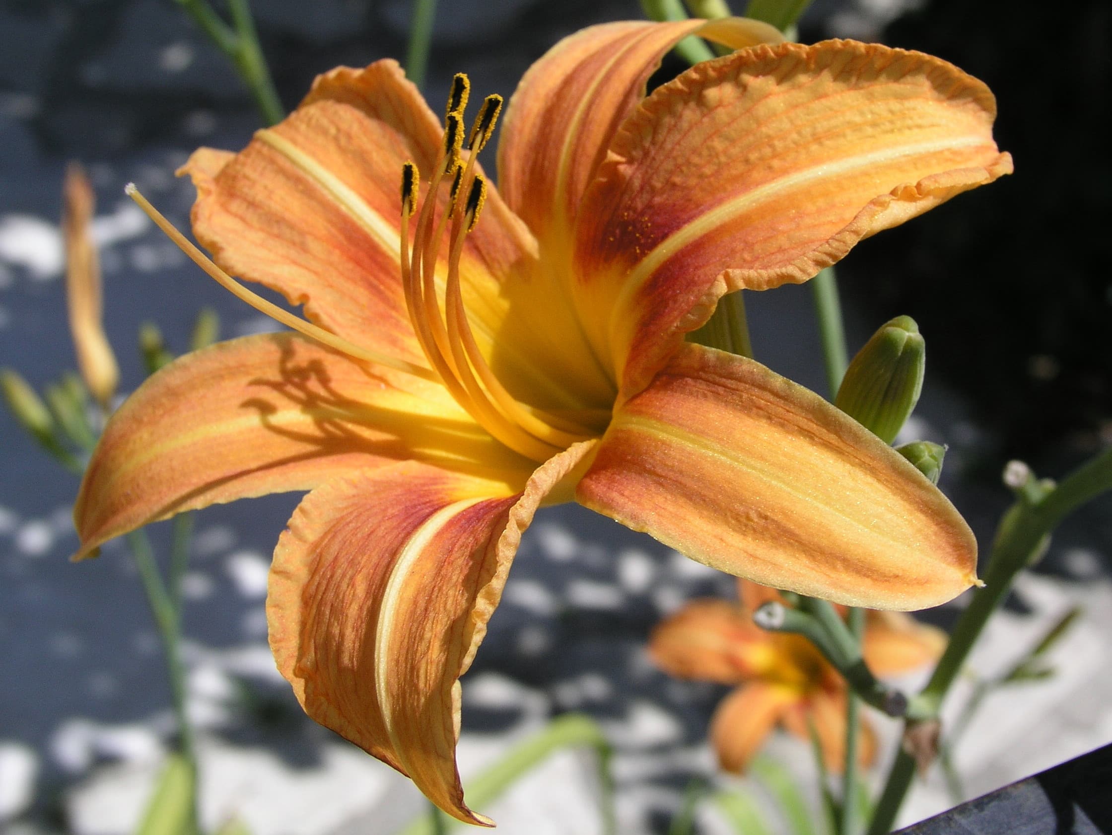 hemerocallis orange