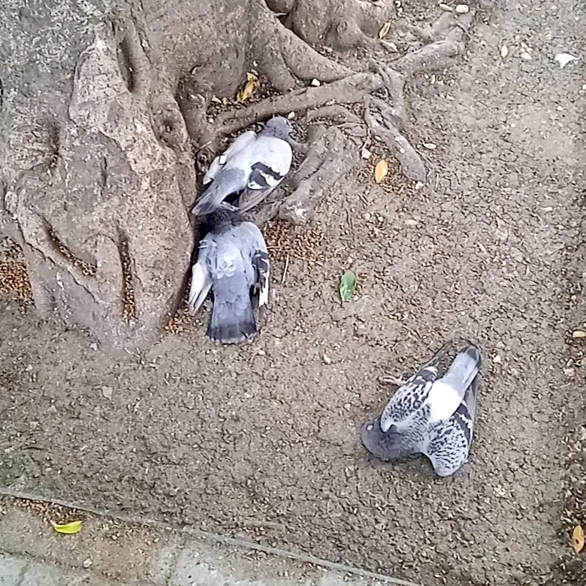 image Birds poisoned in Nicosia, Green party charges