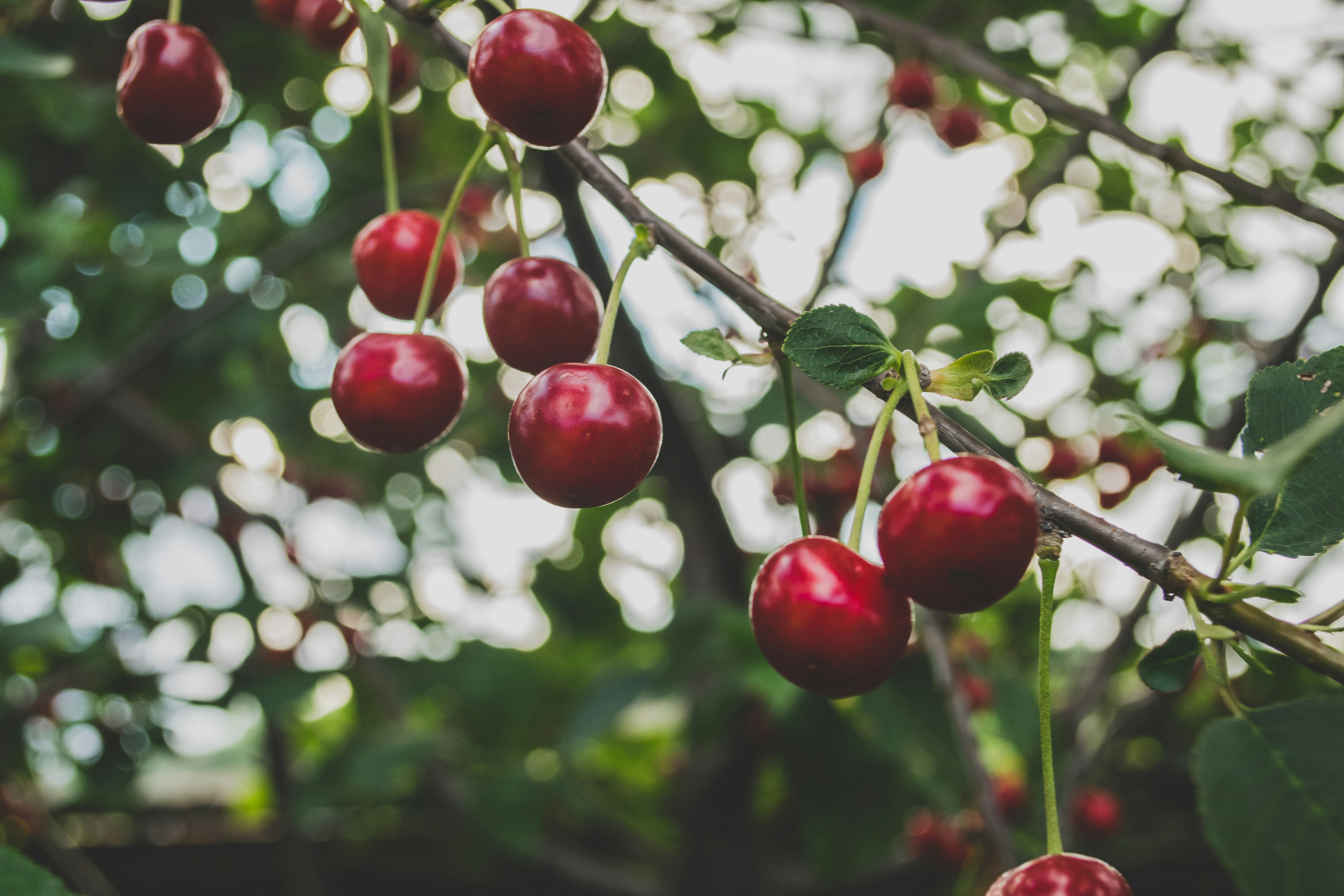 image Savour the taste of Cyprus cherries