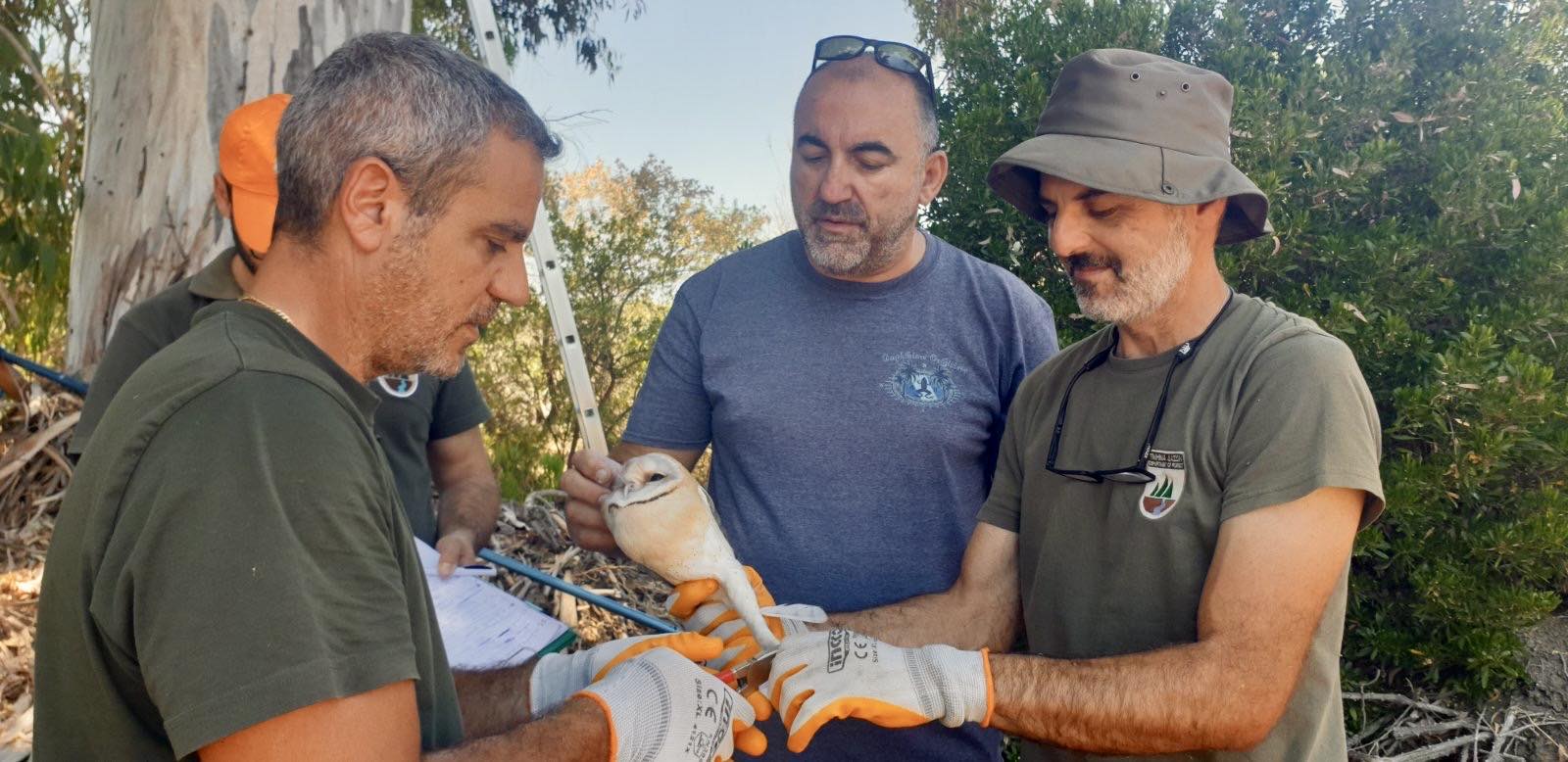 image Barn owls remain in use to fight Cyprus rodents