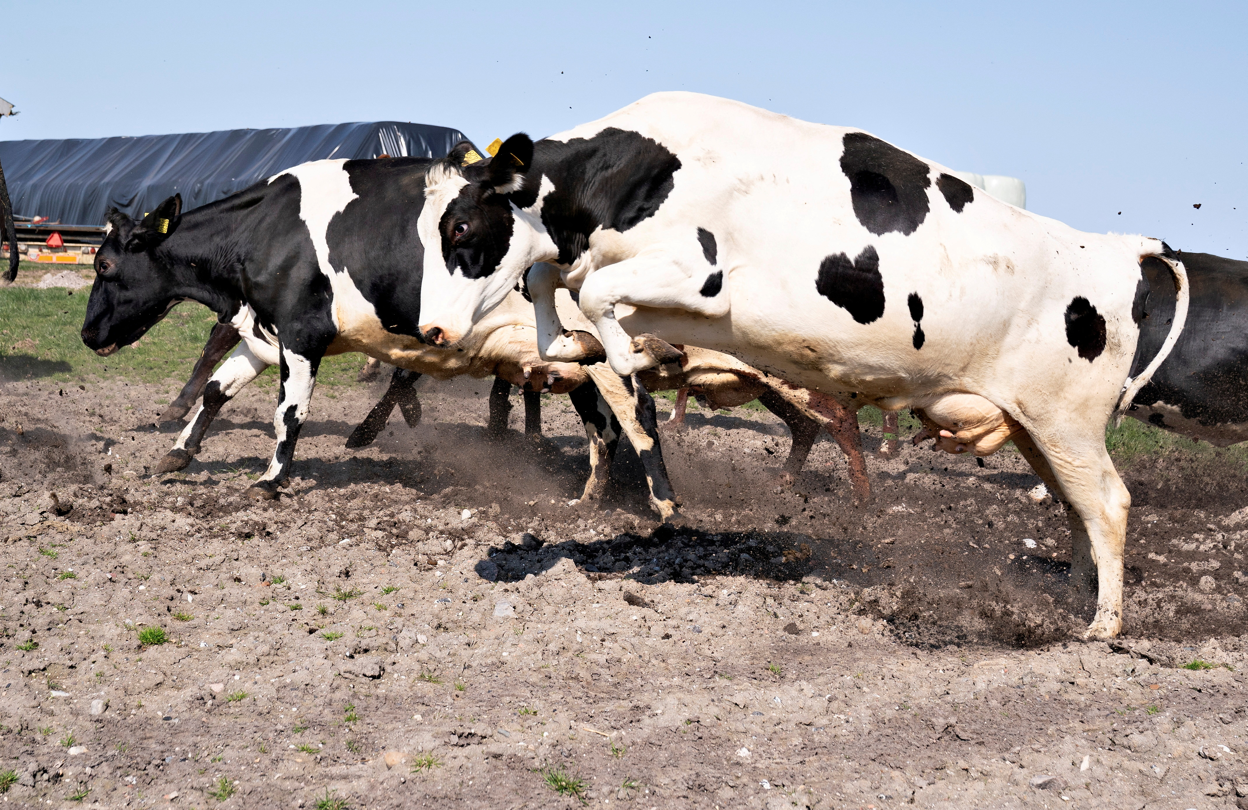 image Denmark will be first to impose CO2 tax on farms, government says