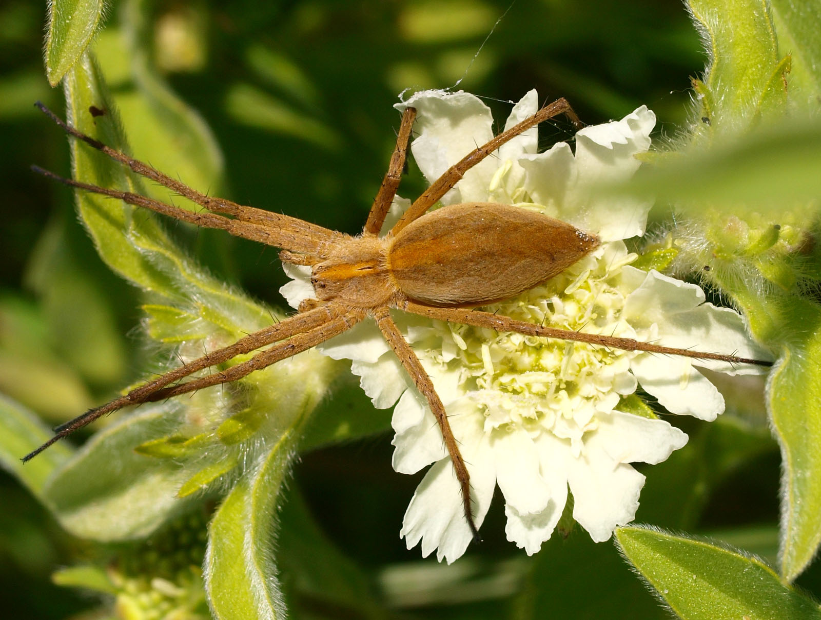 image The marvel in your garden