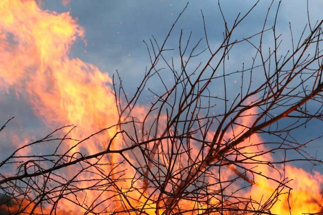 cover Forestry department rebuffs criticism, assures “maximum possible effort”