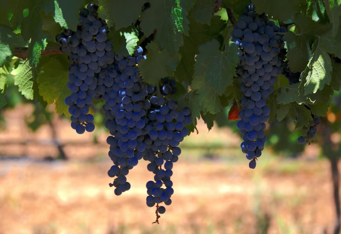 image Australian wine sector a worrying case study for EU industries