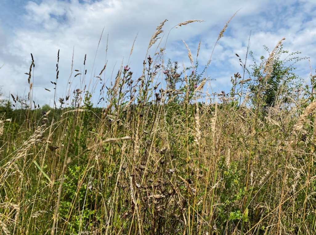 image EU countries approve landmark nature law after delays